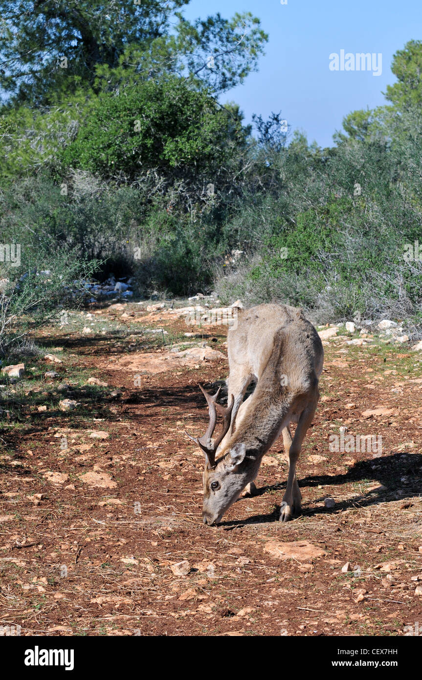 Israele, Carmelo montagne, maschio persiano di daini (Dama Dama Mesopotamica) specie in via di estinzione. Foto Stock