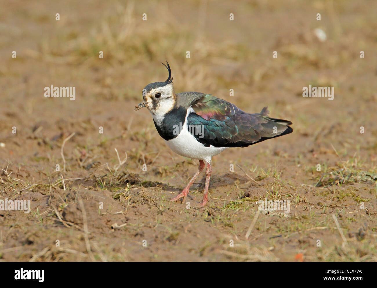 Pavoncella,vanellus vanellus,Peewit, verde plover Foto Stock