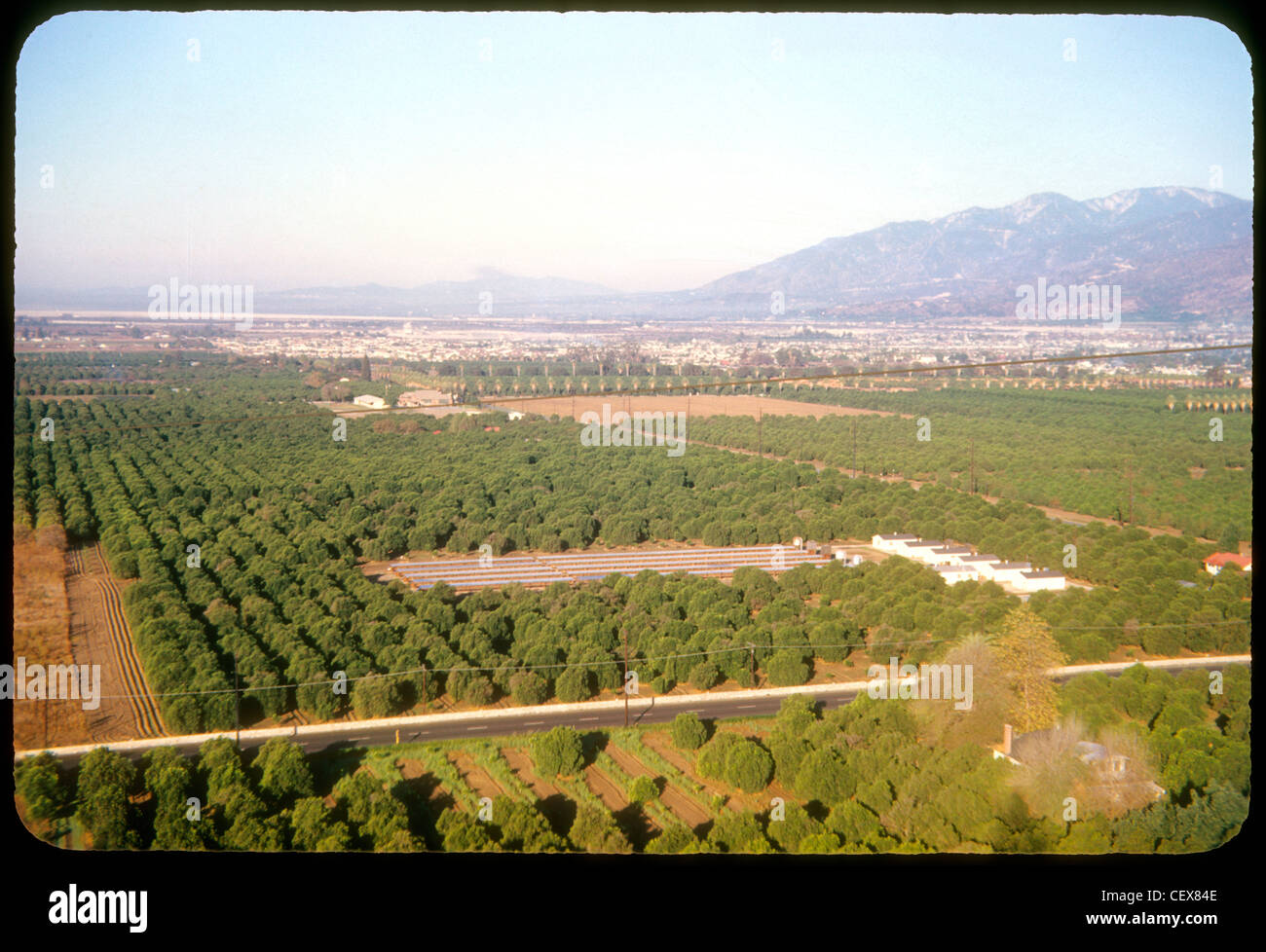 Vista aerea di aranceti in Azuza, San Gabrial Valley in California del sud degli anni sessanta sottosviluppato los angeles LA ZONA Foto Stock