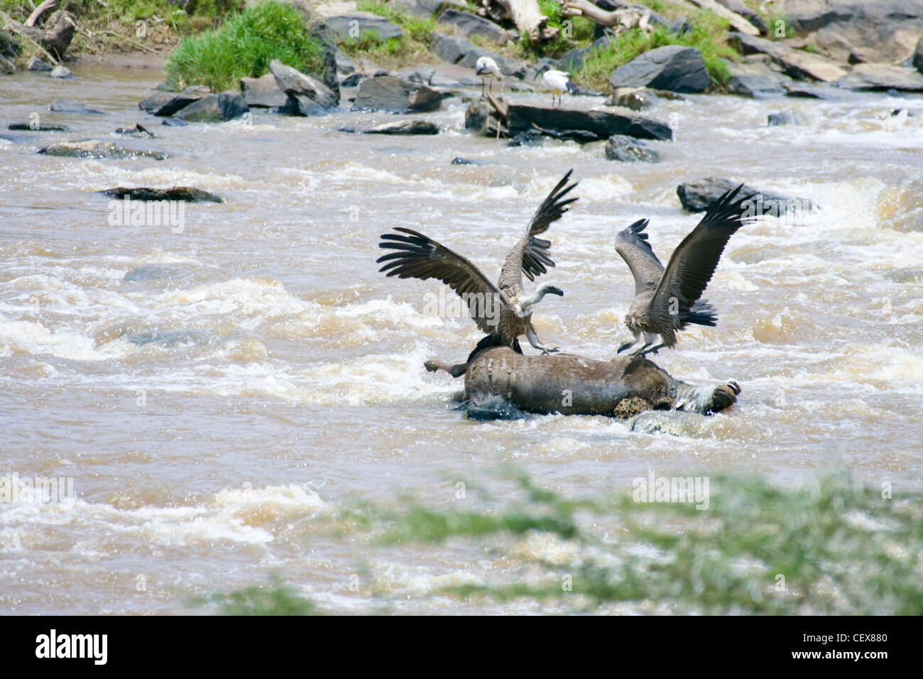 Due Ruppell's Grifoni, Gyps rueppellii, combattendo su una carcassa di gnu nel fiume di Mara, Masai Mara Kenya Foto Stock