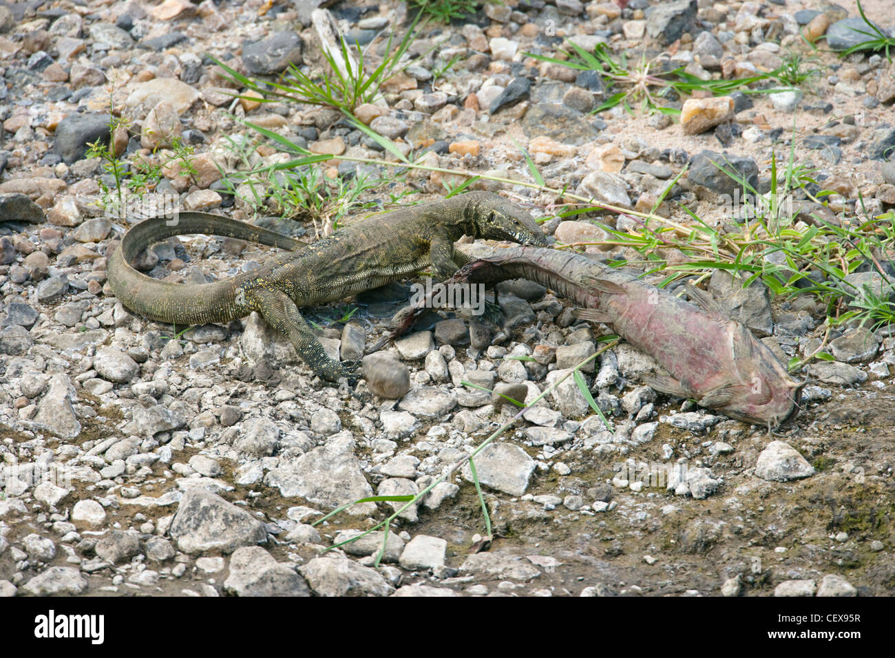 Il Savannah Monitor Lizard, Varanus exanthematicus, mangiare un pesce che è stato lasciato nei guai da essiccato fino fiume. Masai Mara, Kenya Foto Stock