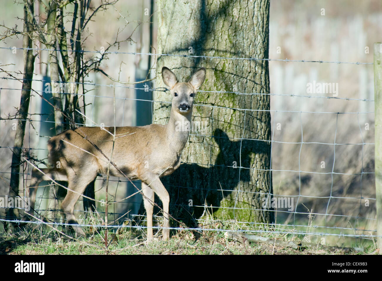 Il capriolo Capreolus capreolus, in piedi dal recinto di stock, UK. Foto Stock