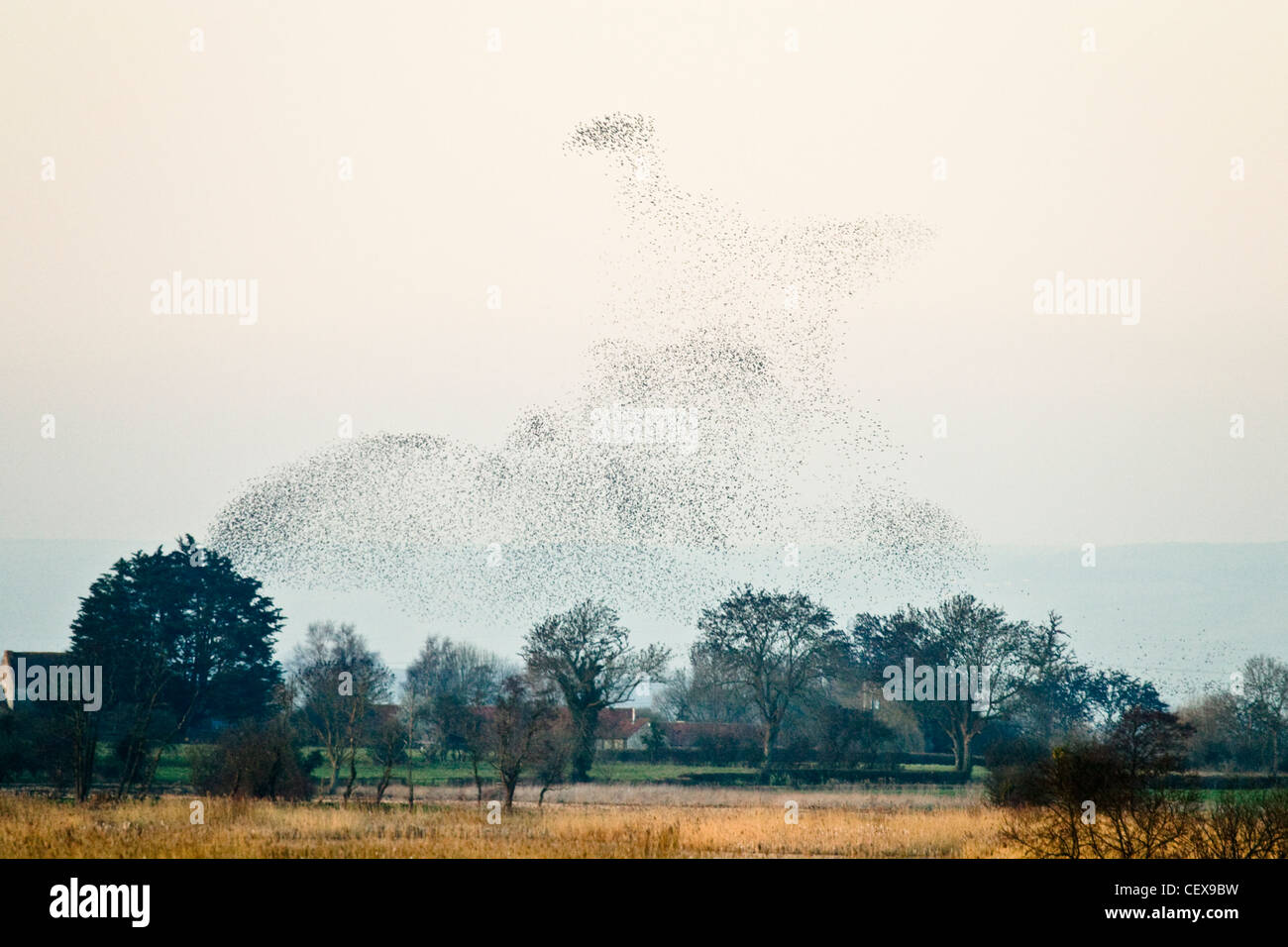 Gregge di comune Starling, Sturnus vulgaris, visualizzando i modelli di antenna prima steeling in canneti letti, Somerset livelli. Foto Stock