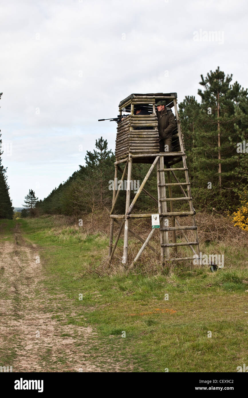 Gli uomini a caccia di cervi in animale nascondere, Thetford Forest, Regno Unito Foto Stock