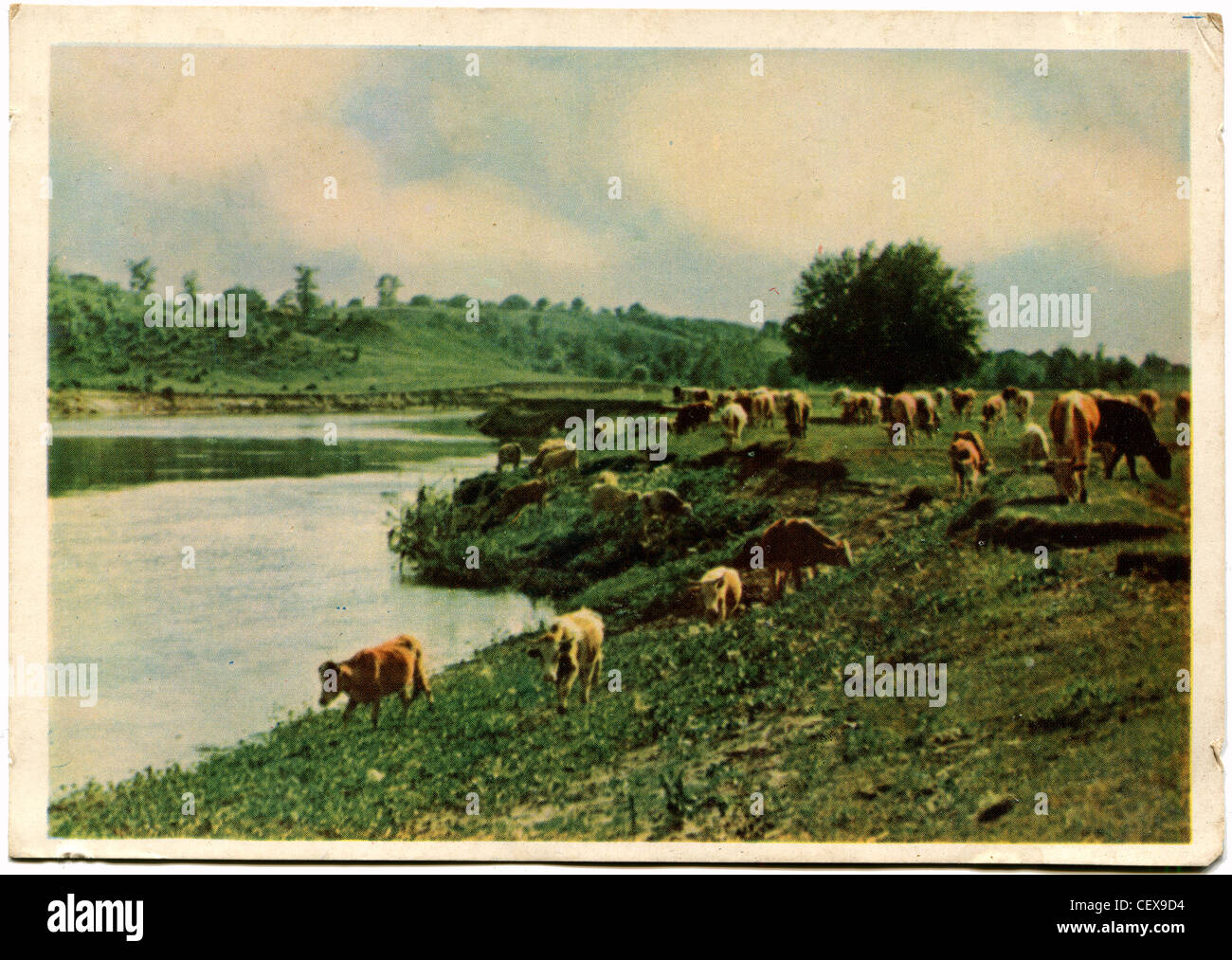 Unione Sovietica - 1962 CIRCA: cartoline Vintage mostra alla mandria di vacche sulla banca del fiume, URSS, 1962 Foto Stock