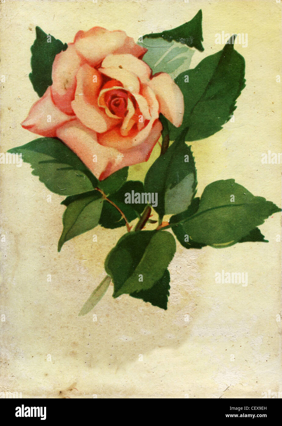 Unione Sovietica - circa 1959: cartoline Vintage mostra rosa rosa, Ucraina, 1959 Foto Stock
