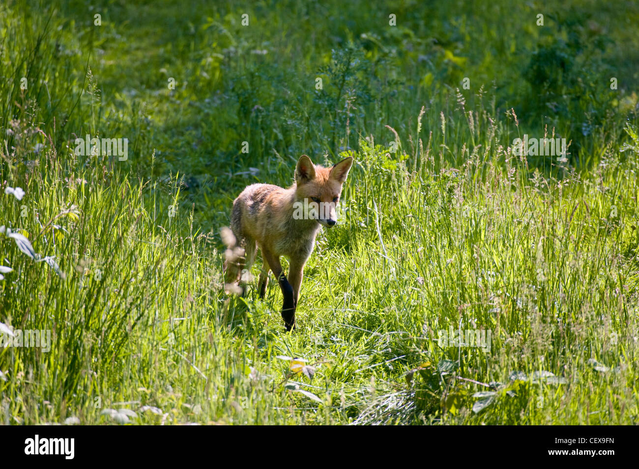 La Volpe rossa Vulpes vulpes, caccia in erba. Regno Unito Foto Stock