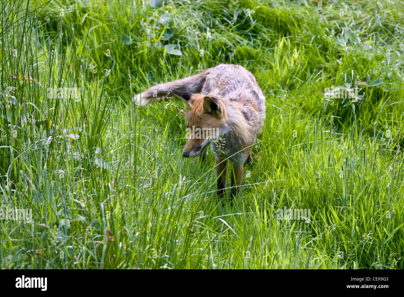La Volpe rossa Vulpes vulpes, caccia in erba. Regno Unito Foto Stock