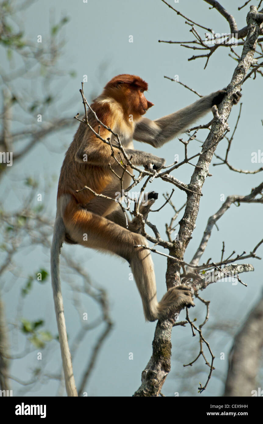 Proboscide monkey ( Nasalis Larvatus) nel Bako National Park in Sarawak, Borneo Malaysia Foto Stock