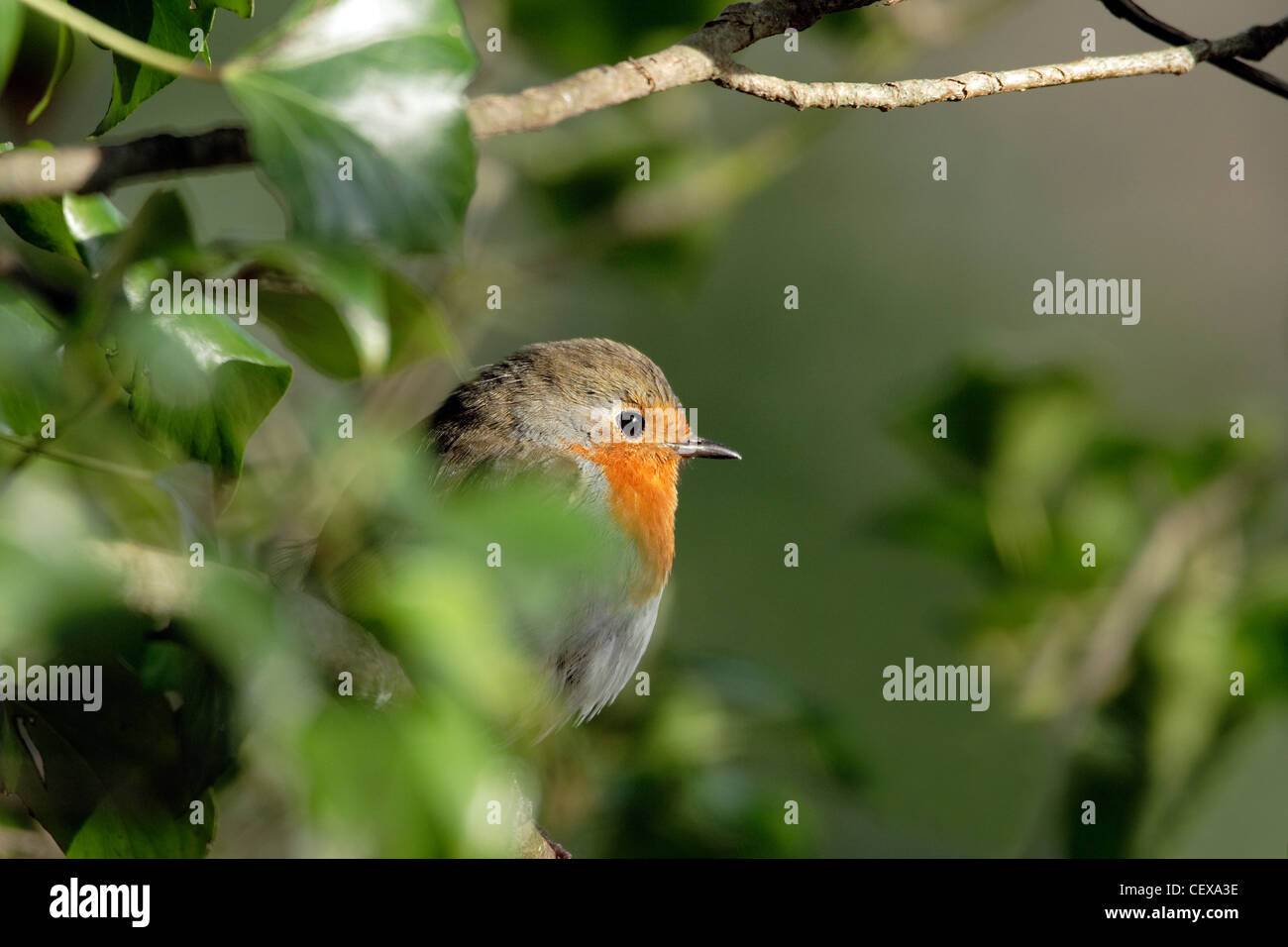 Un Robin (Erithacus rubecula) Appollaiato tra il fogliame. Foto Stock