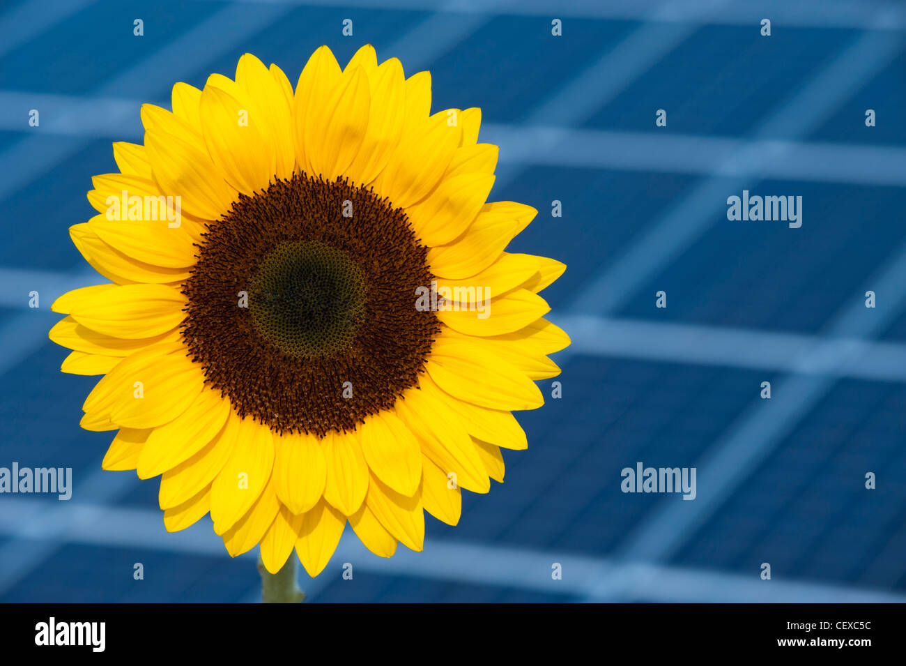 Sun Flower e pannello solare Foto Stock