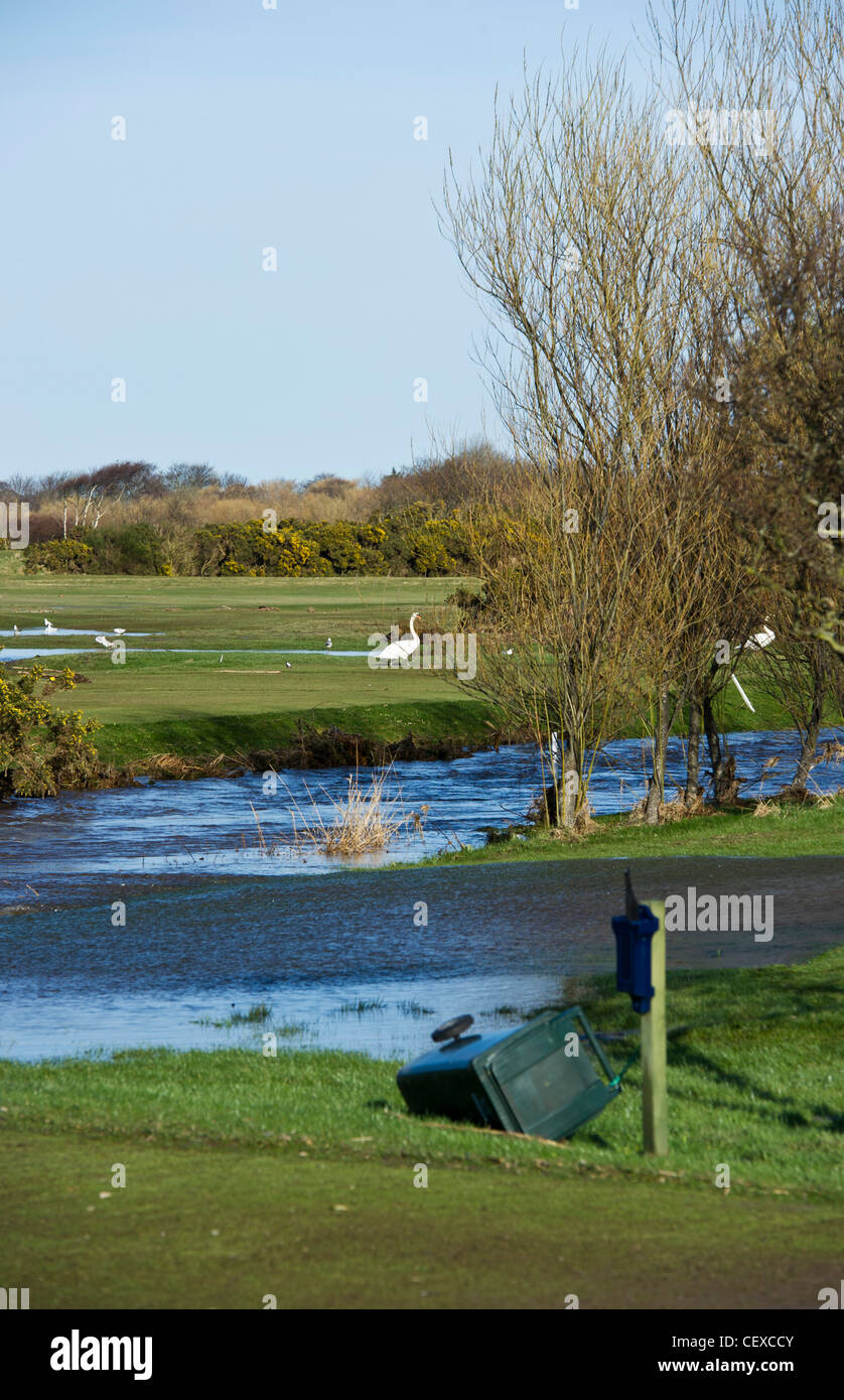 Cigni su invaso il campo da golf a Garmouth, Scozia in aprile 2010 con il fiume Spey traboccante a causa di neve pesante fuso. Foto Stock