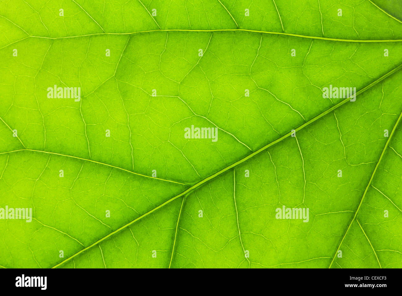 Chiudere i dettagli di una foglia verde; Thunder Bay, Ontario, Canada Foto Stock