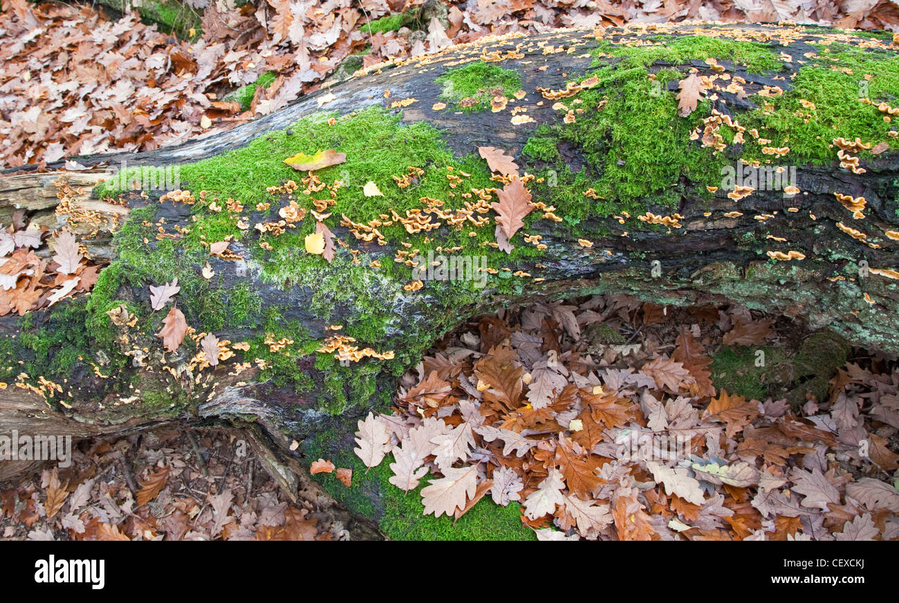 Antico bosco di querce chiudere i dettagli di alberi Cannock Chase AONB (area di straordinaria bellezza naturale) in Staffordshire Inghilterra Foto Stock