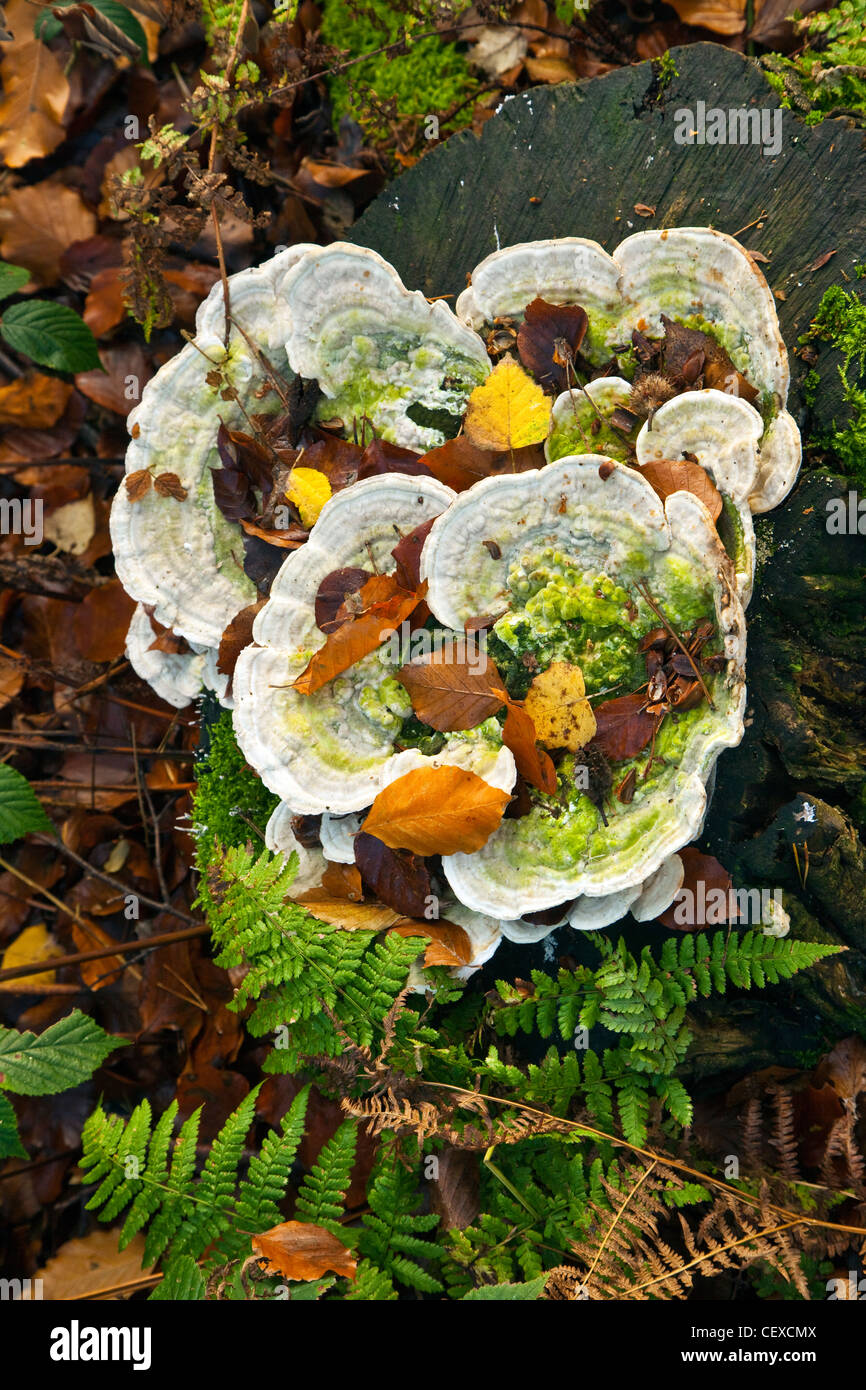 Antico bosco di querce chiudere i dettagli di alberi Cannock Chase AONB (area di straordinaria bellezza naturale) in Staffordshire Inghilterra Foto Stock