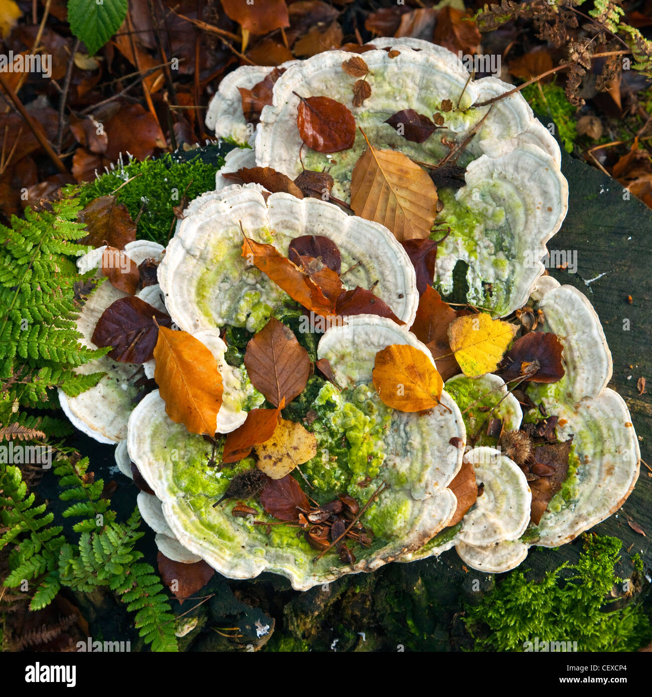 Antico bosco di querce chiudere i dettagli di alberi Cannock Chase AONB (area di straordinaria bellezza naturale) in Staffordshire Inghilterra Foto Stock