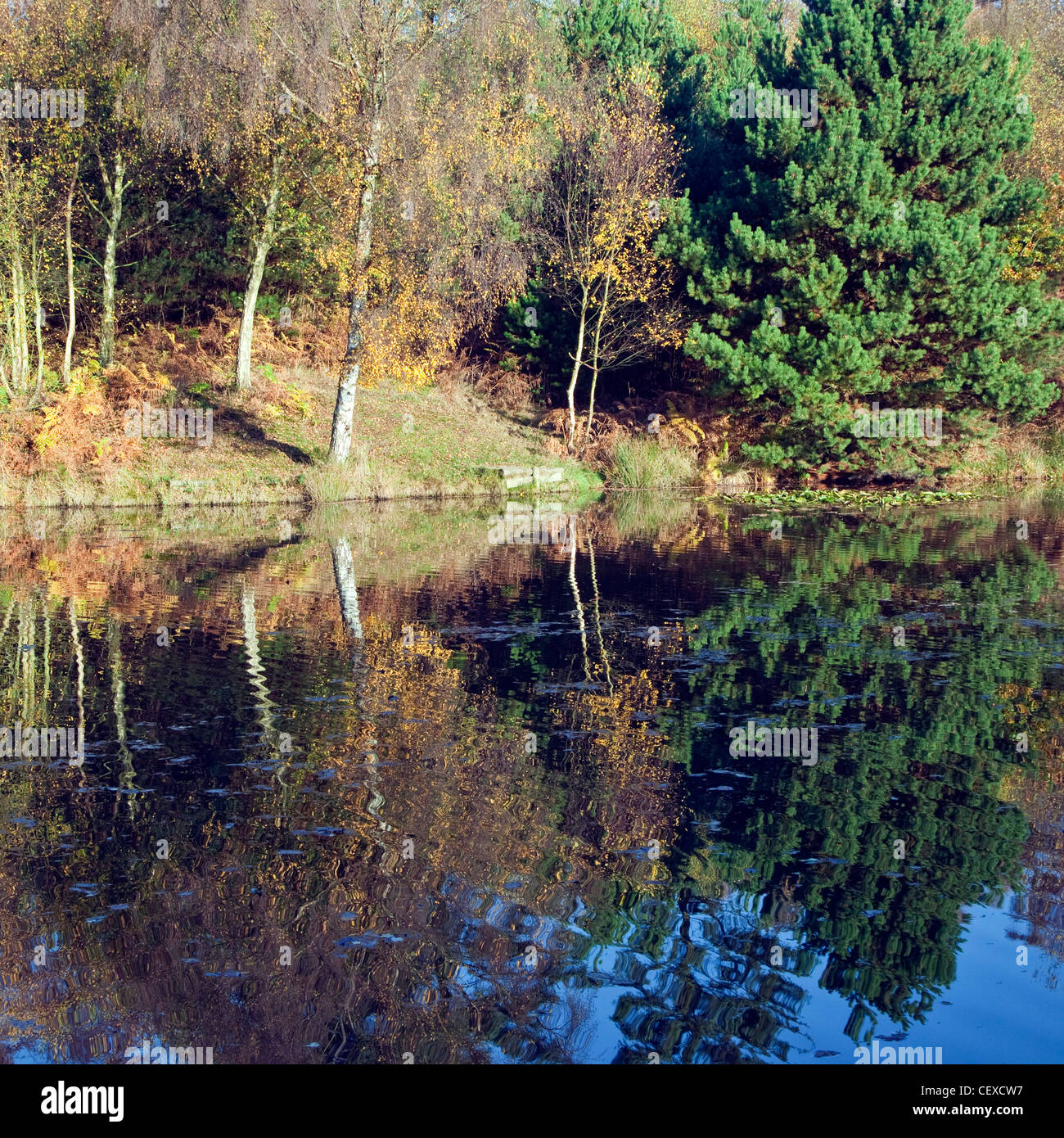 Piscina Horsepasture alberi intorno i margini nella gloriosa Colore di autunno a Cannock Chase AONB (area di straordinaria bellezza naturale) Foto Stock