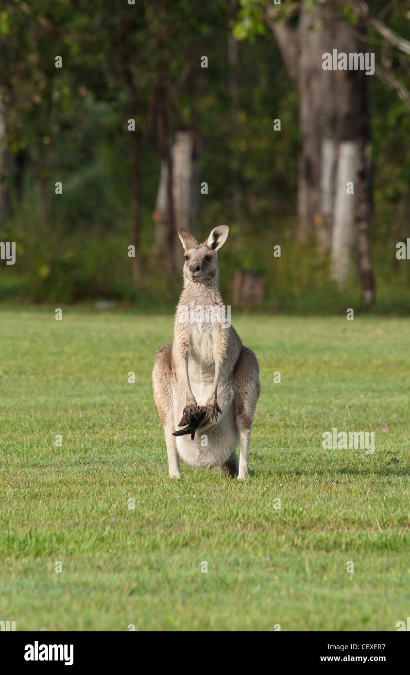 Australia orientale i canguri grigio sull'erba con joey in una custodia Foto Stock