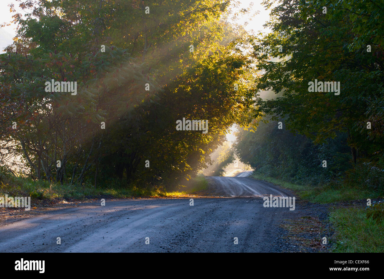 La mattina presto la luce e la nebbia sulla strada di un paese; ville de lac Brome, Quebec, Canada Foto Stock