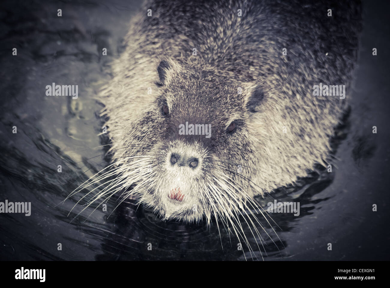 Animali selvatici nutria rat close up Foto Stock