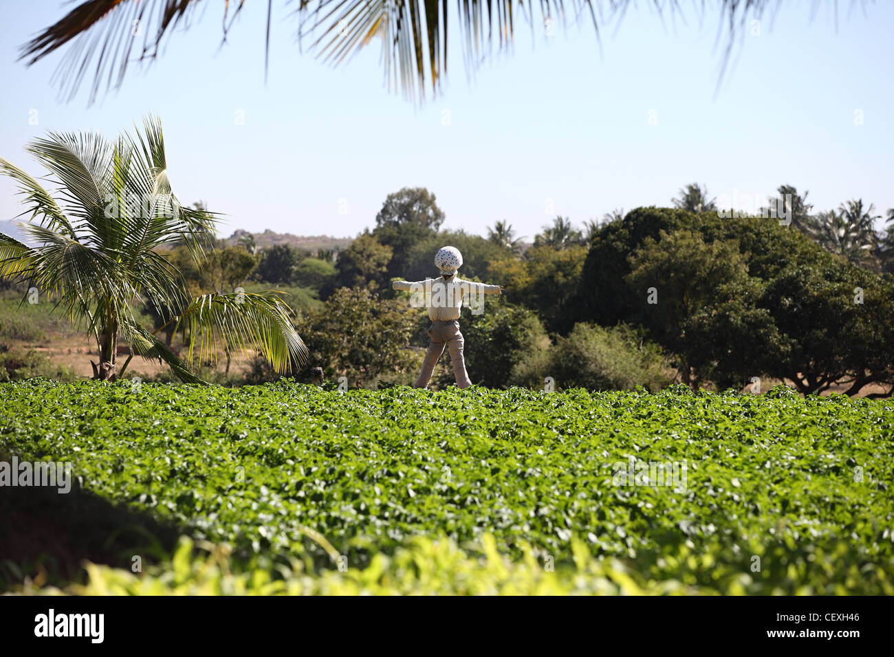 Uomo di paglia in un campo Andhra Pradesh in India del Sud Foto Stock