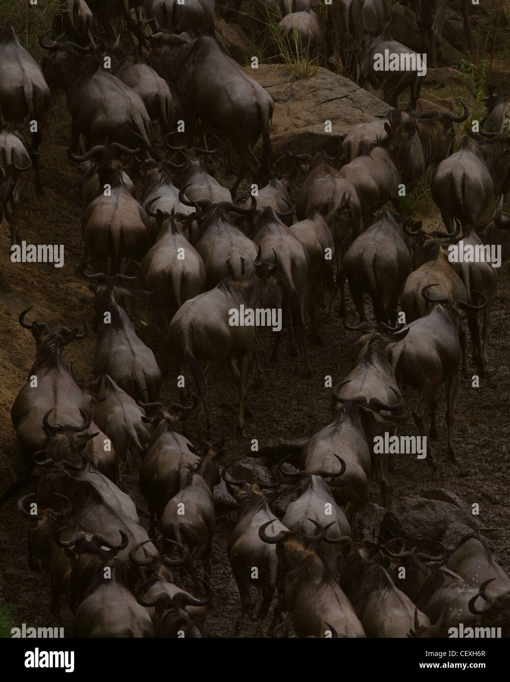 Grande annuale migrazione di GNU, il Masai Mara Foto Stock