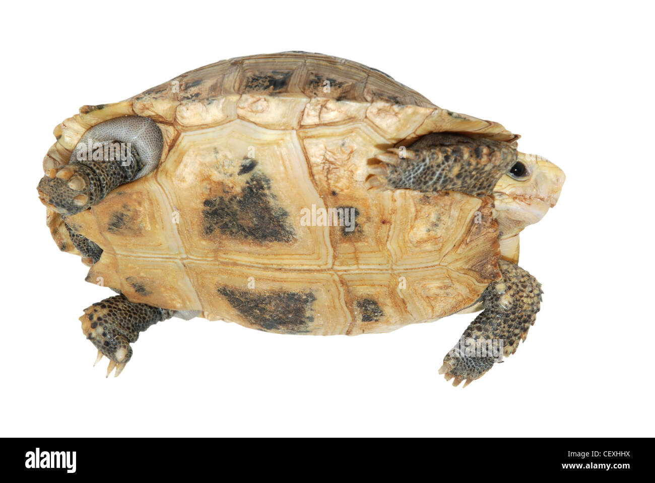 Il pet turtle elongata tartaruga allungato isolato in bianco Foto Stock