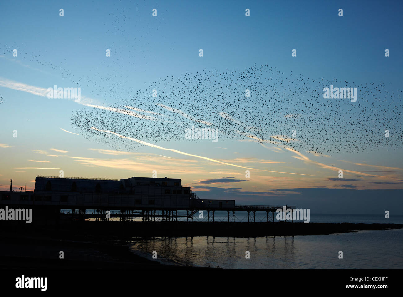 Stormo di storni su Aberystwyth Pier, Ceredigion, West Wales, Regno Unito Foto Stock