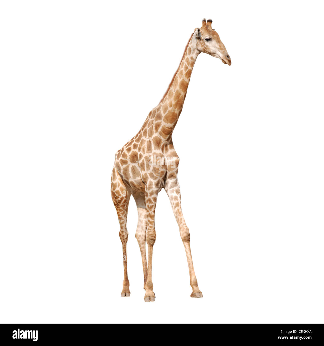 Animale selvaggio isolato giraffe Foto Stock