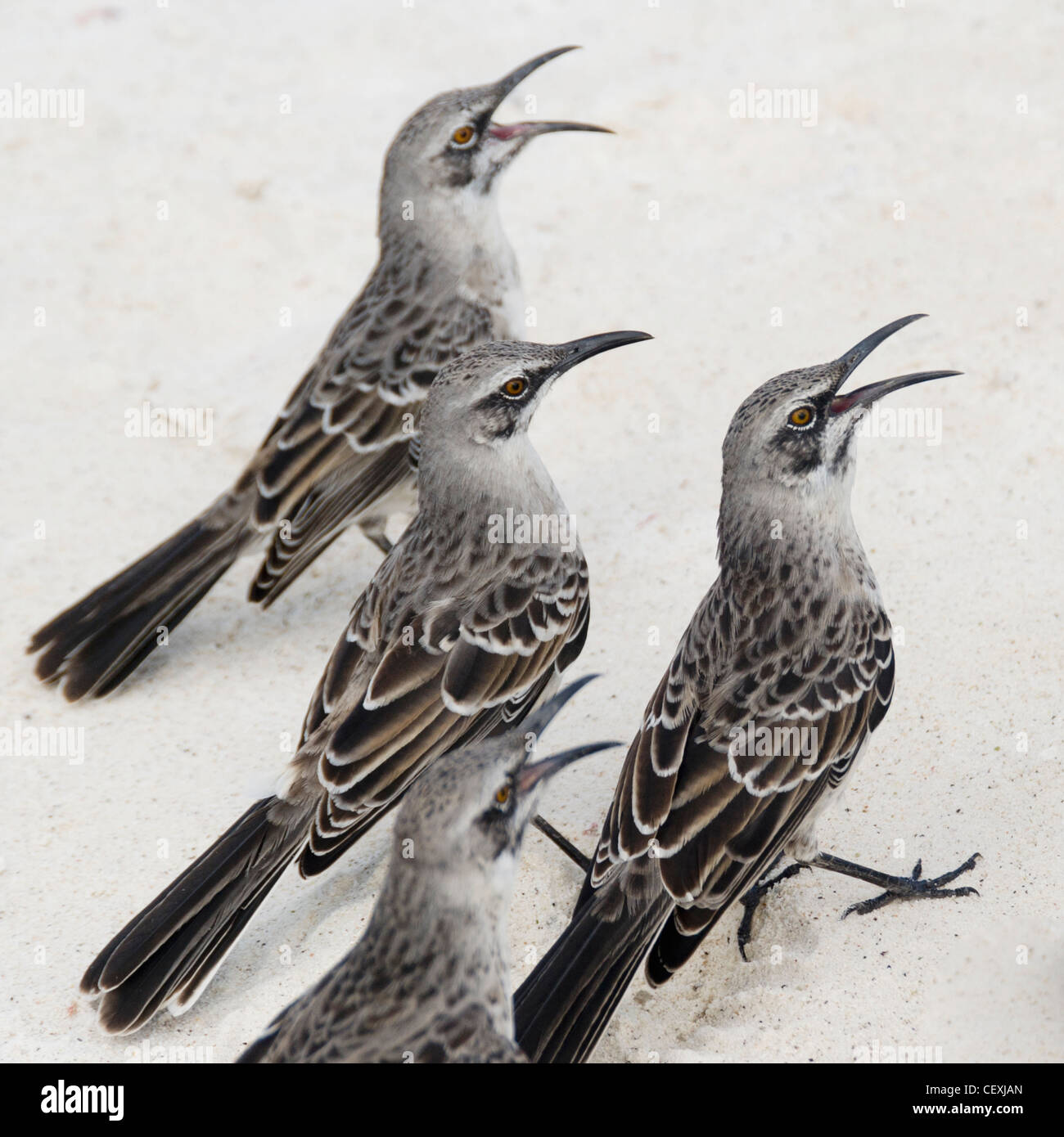 Mockingbirds (mimidae); galapagos, Equador Foto Stock