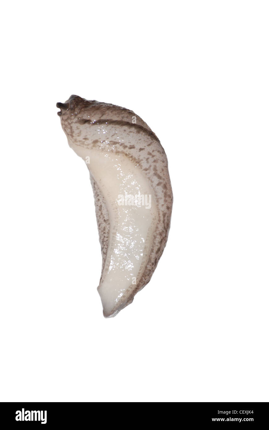 Slug animale isolato in uno sfondo bianco. Foto Stock