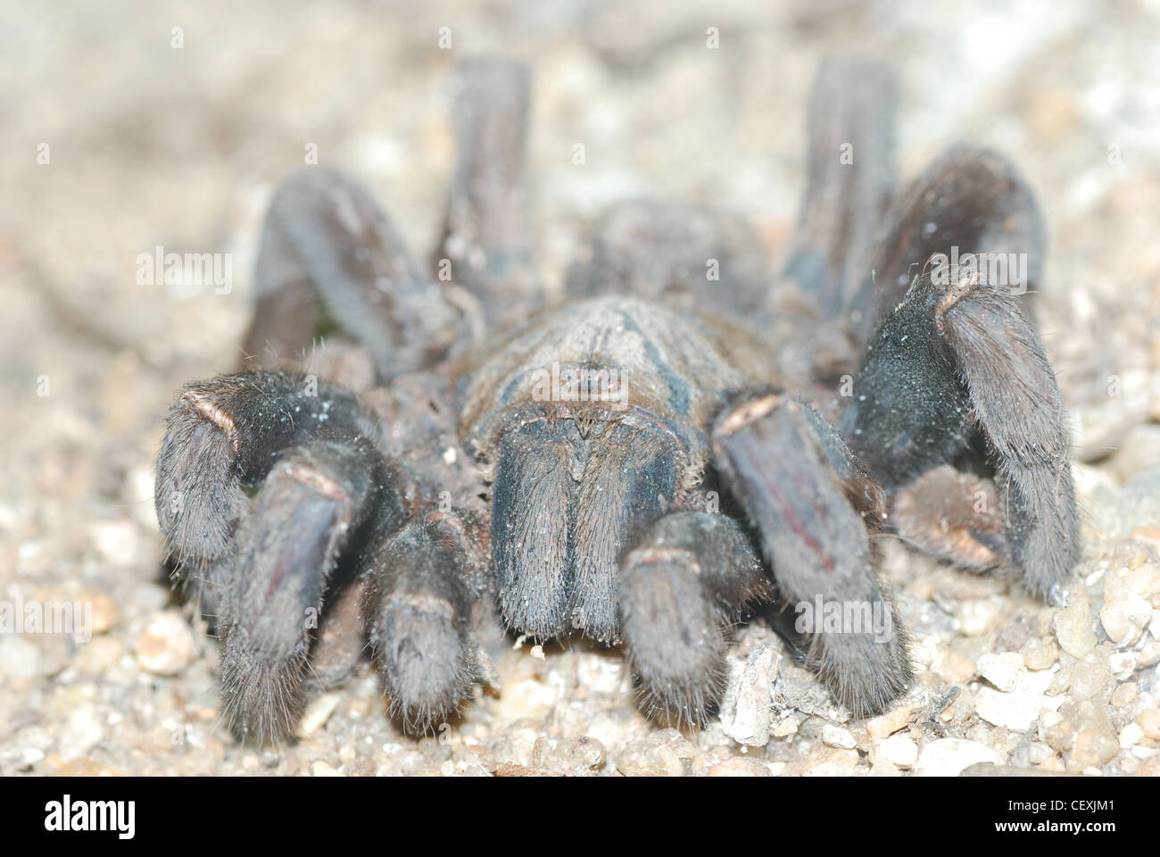 Un uccello eating spider close up Foto Stock