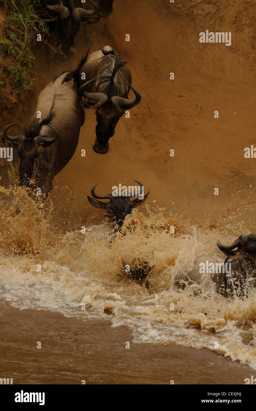 Grande annuale migrazione di GNU, il Masai Mara Foto Stock