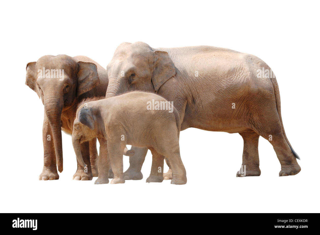 Animale della famiglia elefante isolato in bianco Foto Stock