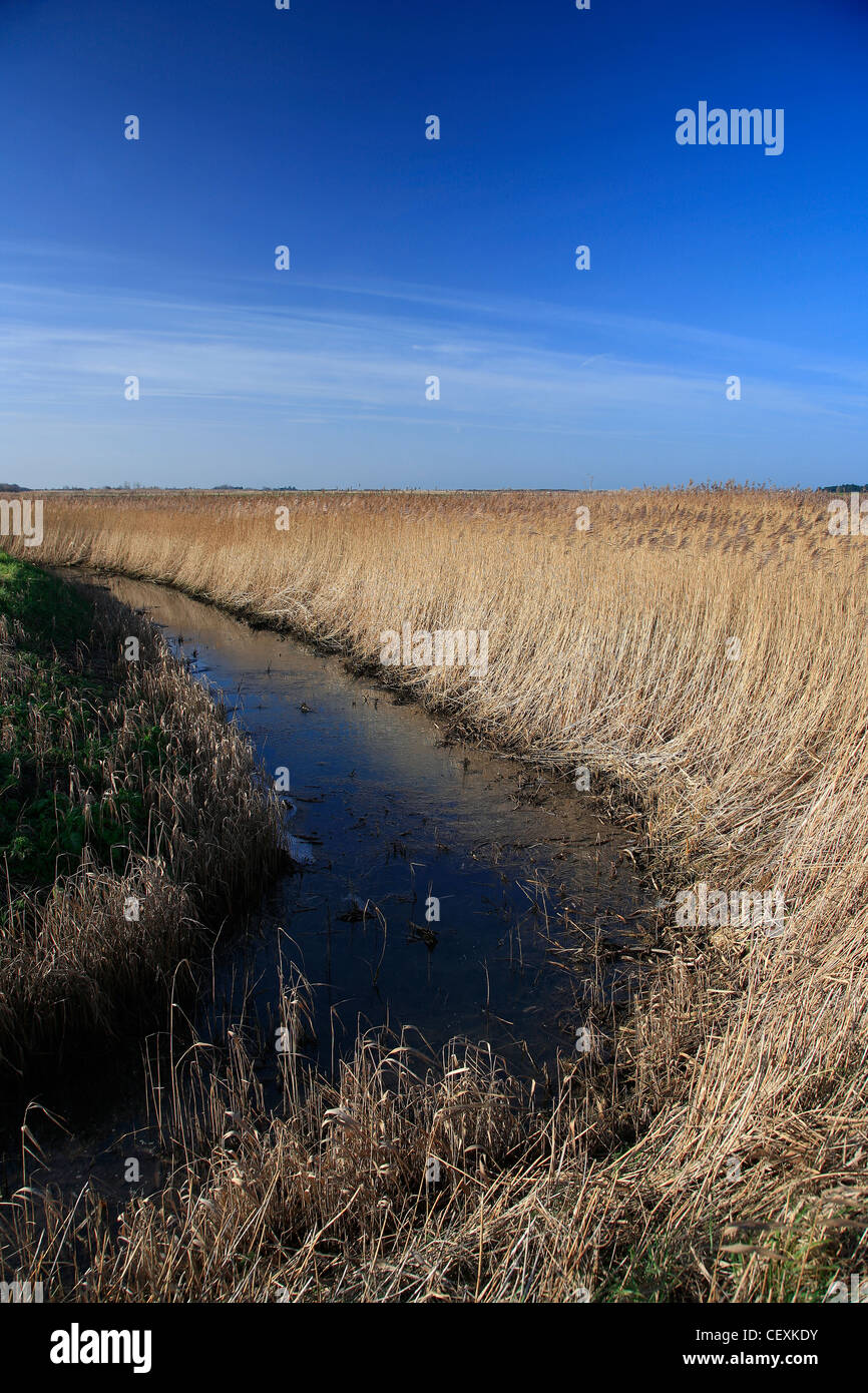 Un reedbed in Holme dune riserva naturale nazionale, Holme accanto il mare village, Costa North Norfolk, Inghilterra, Regno Unito Foto Stock