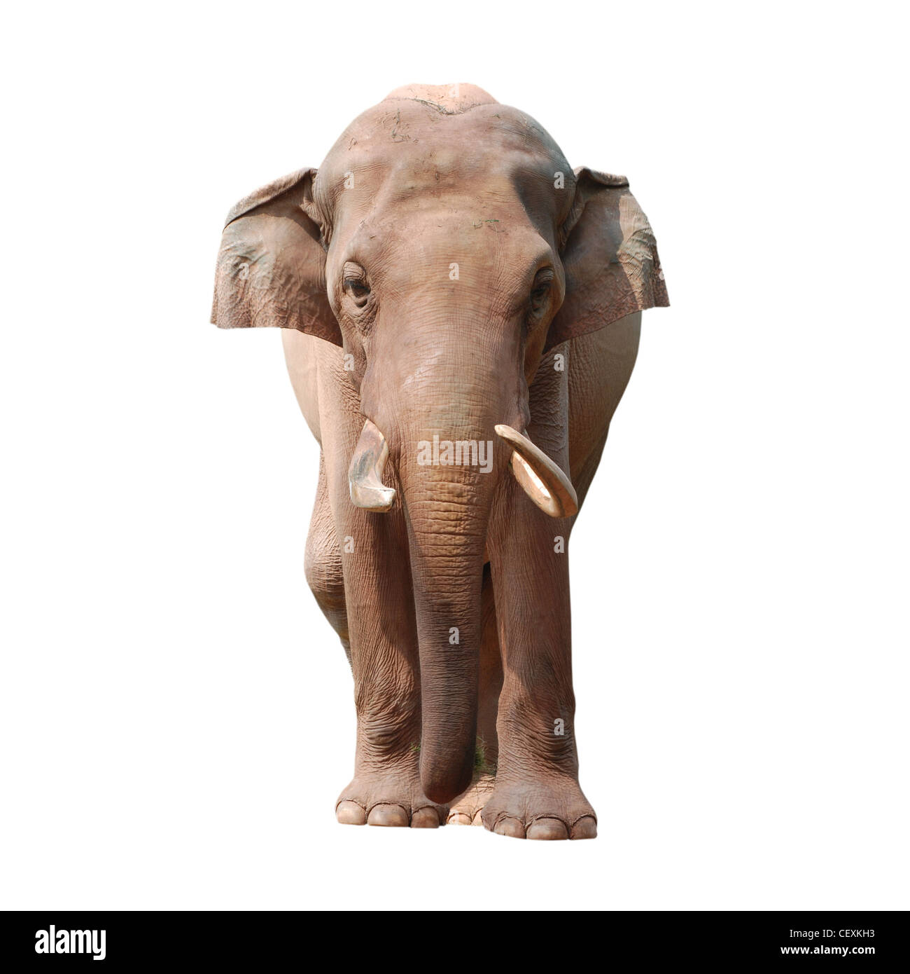 Elefante animale isolato in bianco Foto Stock