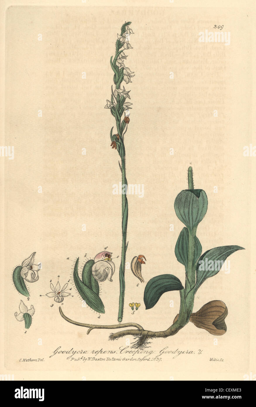 Creeping goodyera orchid, Goodyera repens. Foto Stock