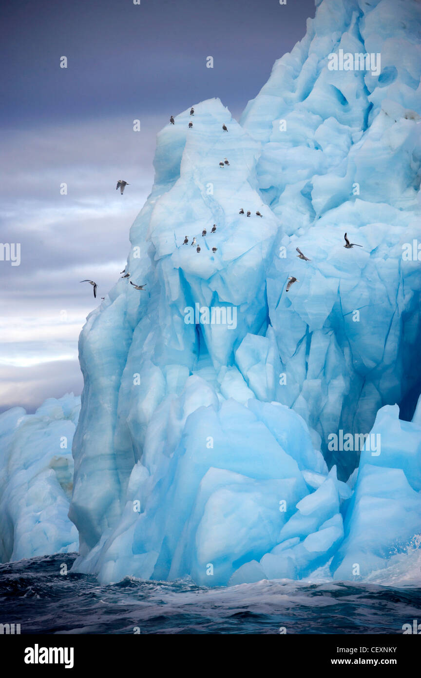 Iceberg a Nordaustlandet, kittiwakes il mondo la terza più grande ghiacciaio, Svalbard, Norvegia Foto Stock