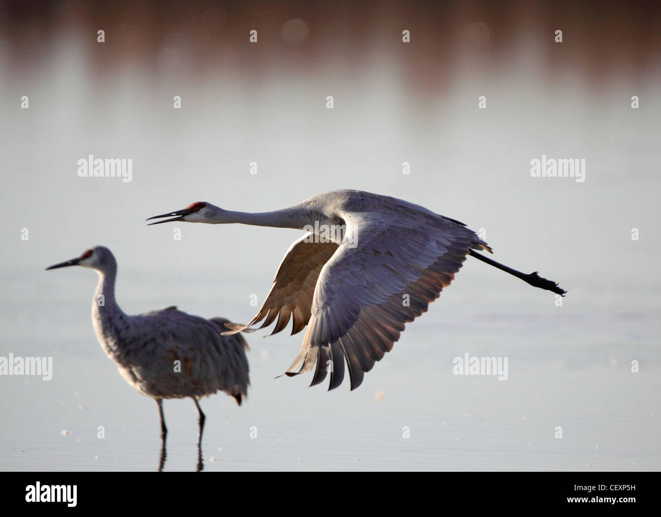 Sandhill gru, Bosque del Apache, Nuovo Messico USA Foto Stock