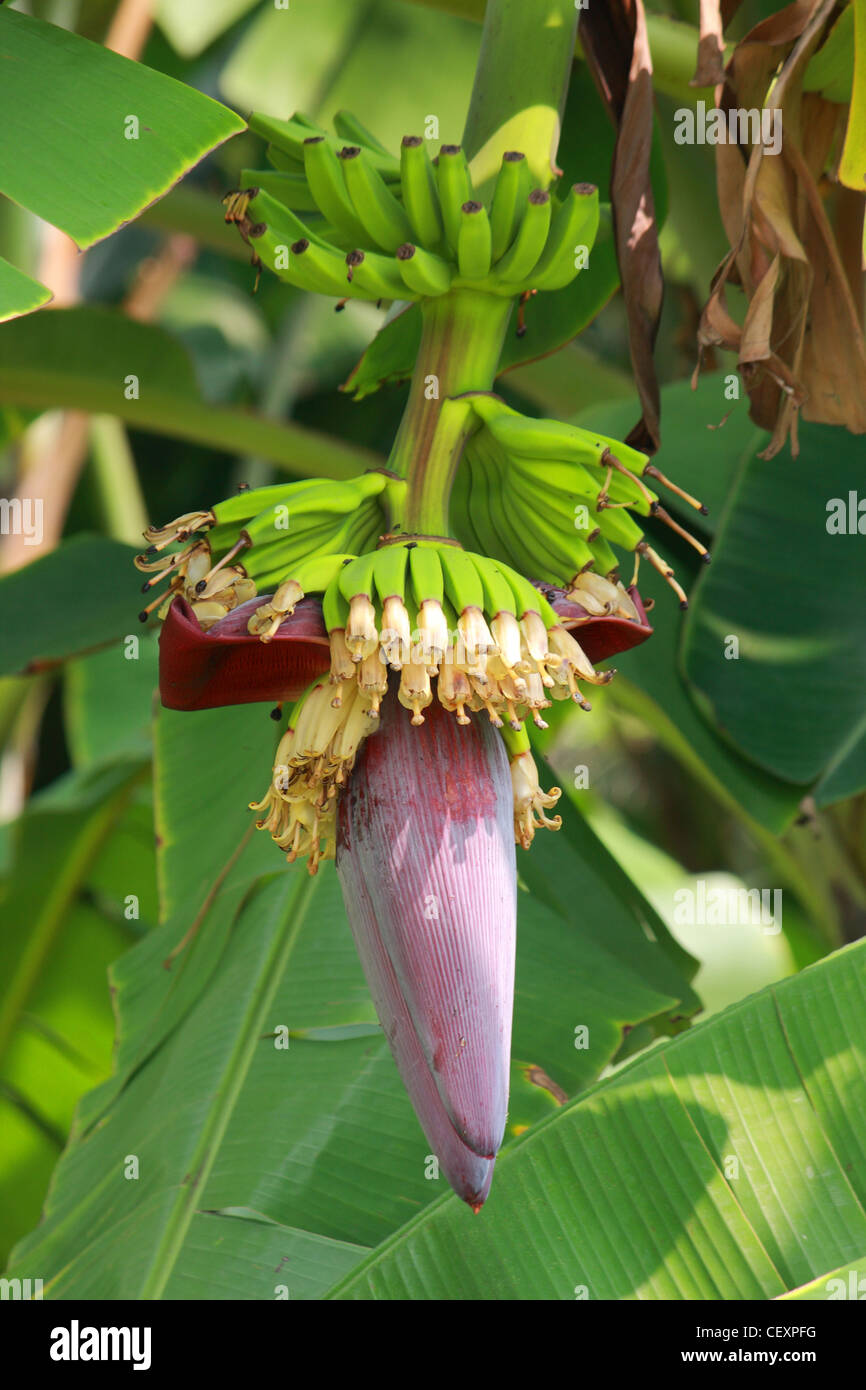 Fiore del banano Foto Stock