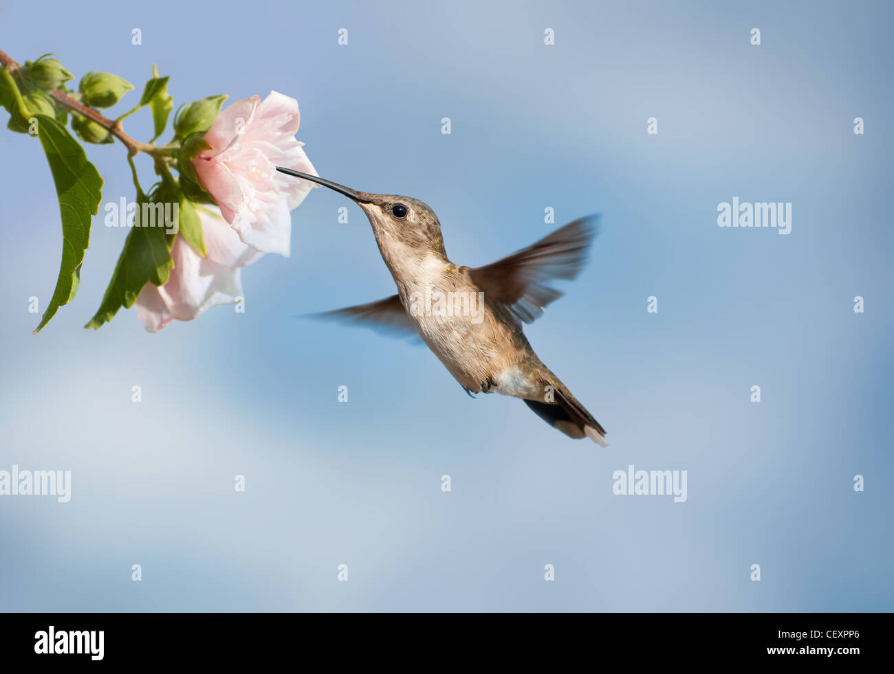 Femmina di Ruby-throated Hummingbird alimentazione su un colore rosa pallido fiore di ibisco Foto Stock
