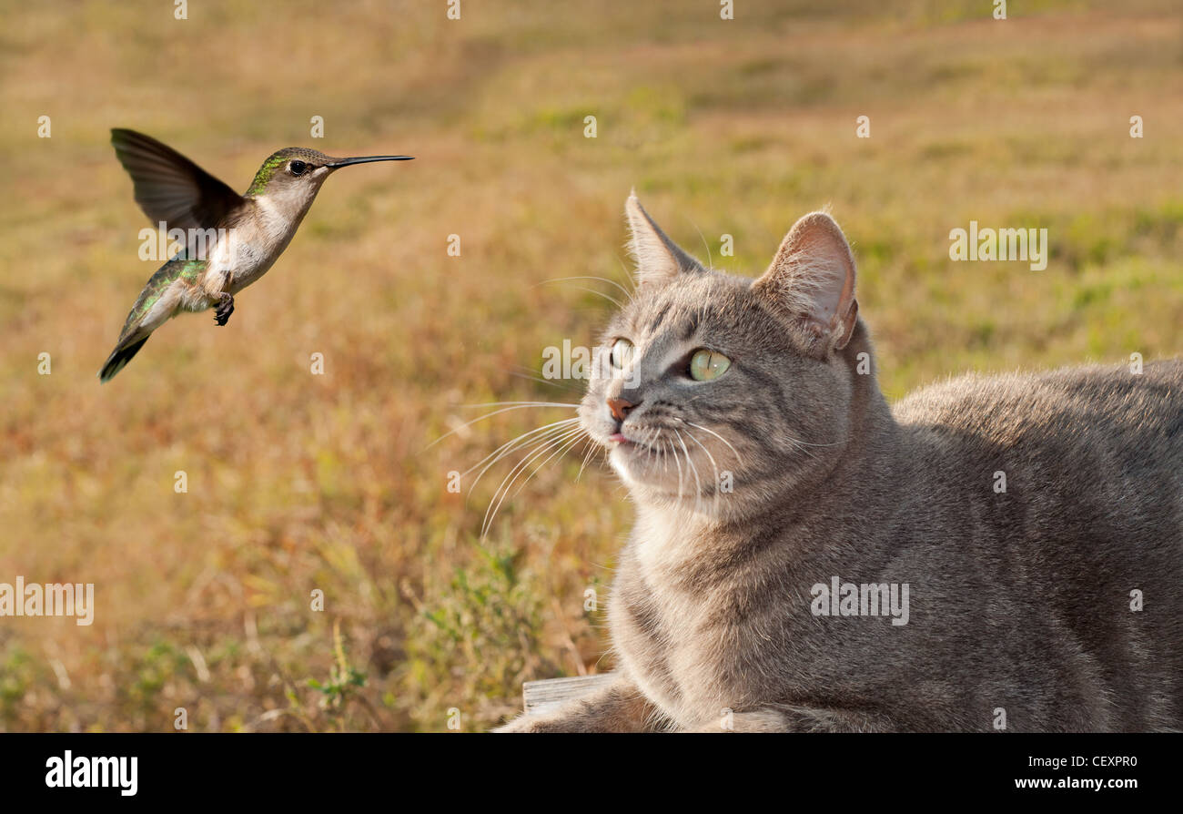 Blue tabby cat guardando un colibrì in bilico Foto Stock