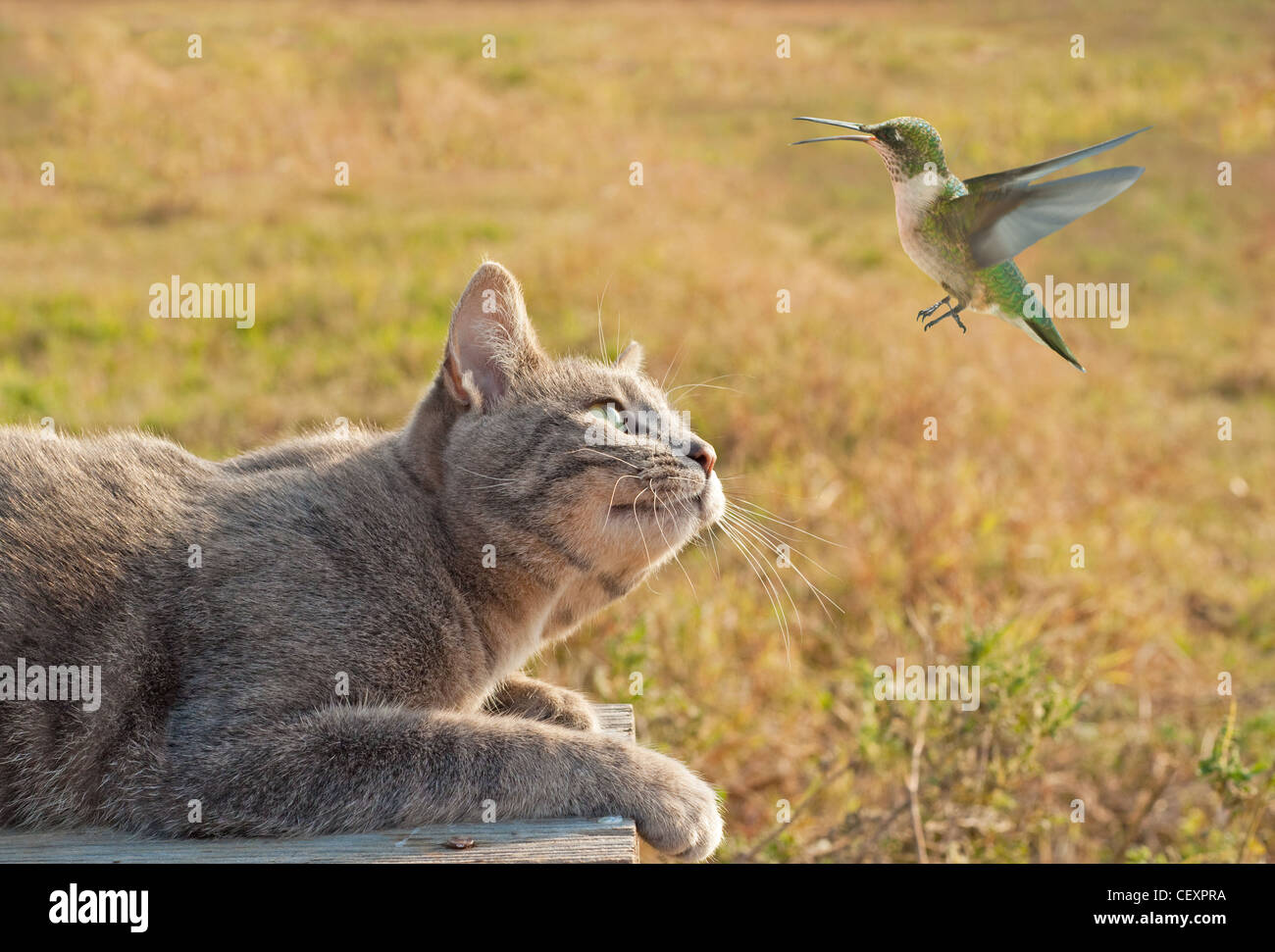 Blue tabby cat guardando un colibrì in volo Foto Stock