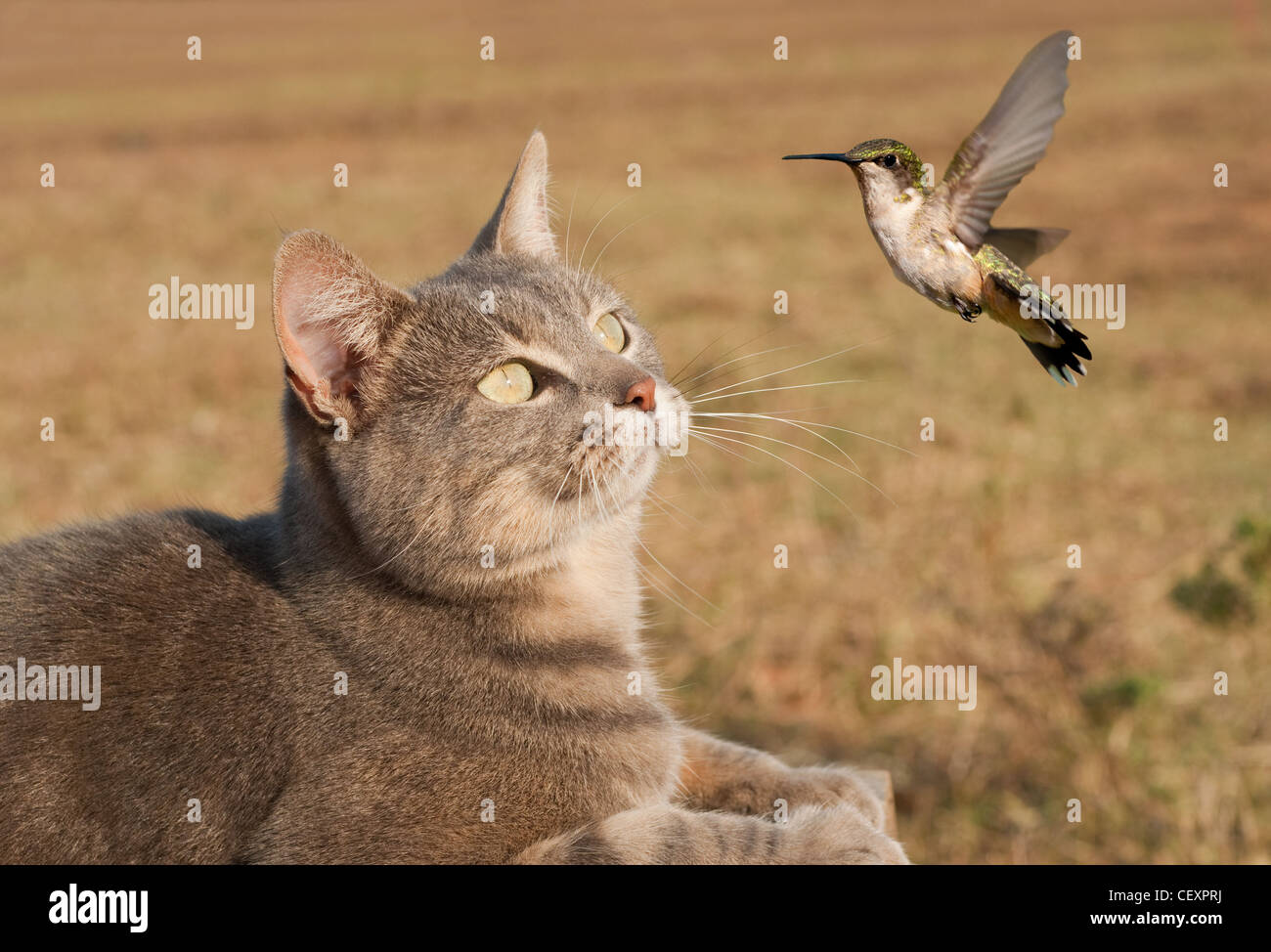 Blue tabby cat guardando un colibrì battenti Foto Stock