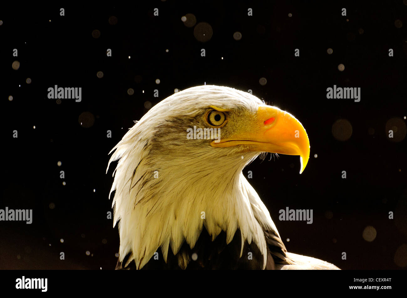 Un ritratto di un American aquila calva sotto la pioggia Foto Stock