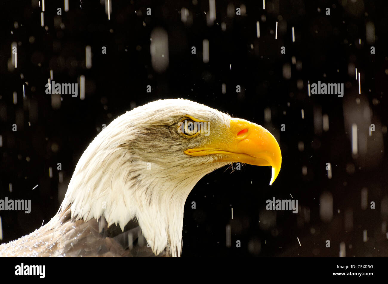 Un ritratto di un American aquila calva sotto la pioggia Foto Stock