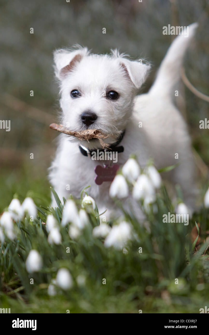West Highland Terrier cucciolo, 9 settimane, in un prato con bucaneve, REGNO UNITO Foto Stock