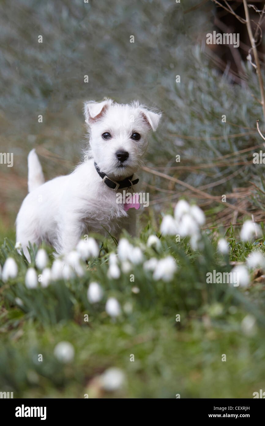 West Highland Terrier cucciolo, 9 settimane, in un prato con bucaneve, REGNO UNITO Foto Stock