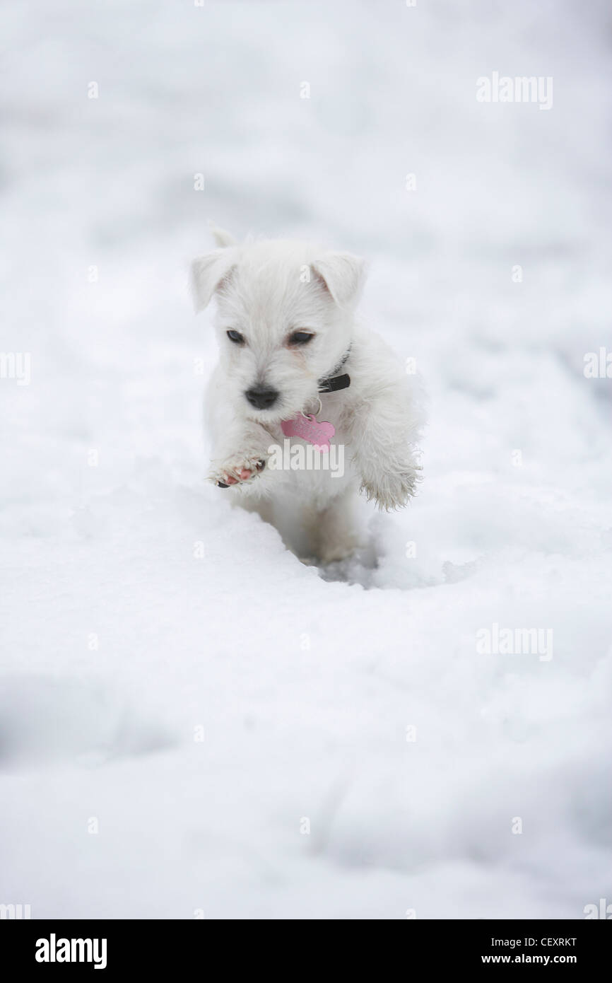 West Highland Terrier cucciolo, 8 settimane, saltare e giocare nella neve, UK. Foto Stock