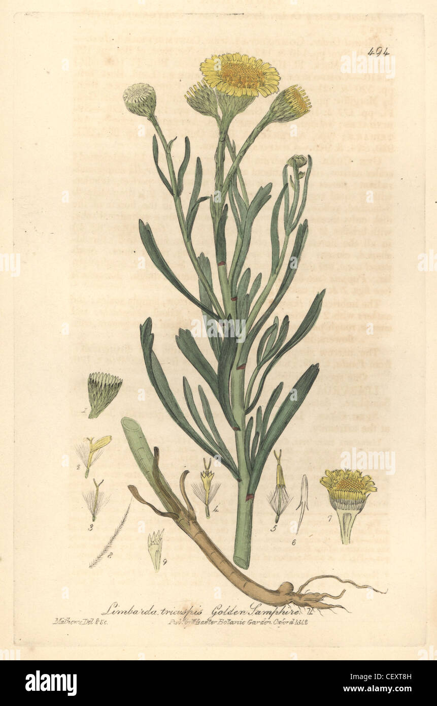 Golden samphire, Limbarda tricuspis. Foto Stock